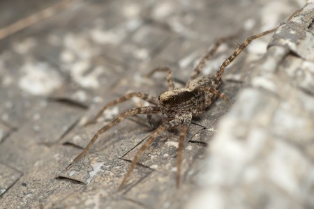 Pardosa lugubris